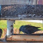 Immer mehr Stare werden gesichtet