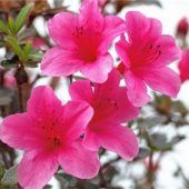 Azaleenblüte im Winter