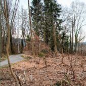 70 Fichten von Borkenkäfer befallen