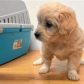 Polizei rettet Hundewelpen