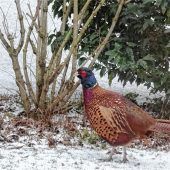 Unerwarteter Besuch im Garten