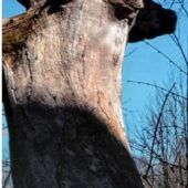 Skulptur der Natur