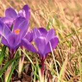 Trotzdem kommt Farbe in die Stadt