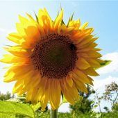 Artensterben: Weit nach zwölf