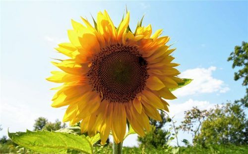 Auch bienenfreundliche Blühflächen werden den rapiden Artenschwund nicht aufhalten können. Foto dpa