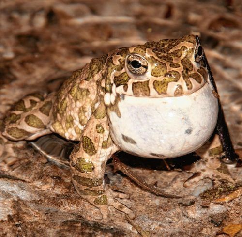 Die Wechselkröte, hier ein Männchen mit Schallblase, steht im Landkreis kurz vor dem Aussterben. Foto  Zahn