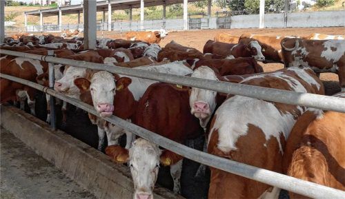Fleckvieh des Miesbacher Zuchtverbandes ist weltweit gefragt. Hier Tiere, die in die Türkei exportiert wurden. Foto Biechl