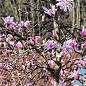 Magnolien blühen bereits