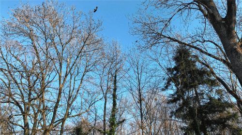 Hoch oben in den Baumkronen bauen die Saatkrähen im Waldstück in Oberwöhr ihre Nester. Mittlerweile sollen es bis zu 15 Stück sein. Die Anwohner fühlen sich durch ständige Gekrächze massiv gestört. Foto Schöne