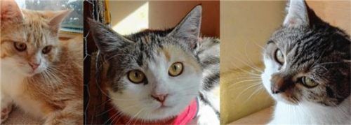Jungkatzen Bennie, Emmi und Maxi können an ihrem Pflegeplatz besucht werden. Foto re