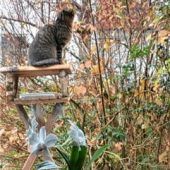 Vogelsterben hat viele Ursachen