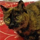 Zwei kuschelige Katzen-Omis