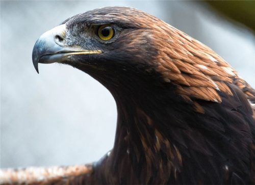 Mit einer besonderen Patenschaft wollen die Kampenwand-Flieger aus der Gemeinde Aschau das Steinadler-Projekt am Geigelstein unterstützenFoto re