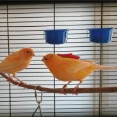 Duo zwitschert um die Wette