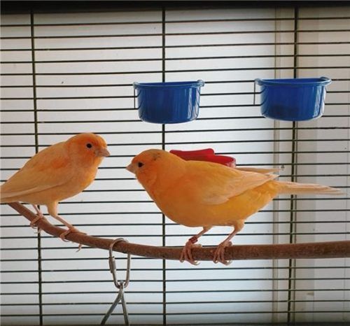 Möndchen und Bubbles wünschen sich ein gemeinsames Zuhause. Fotos re