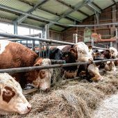 „Wir gehen auch krank in den Stall“