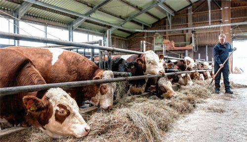 Nebenerwerbslandwirt Josef Steingraber bei seinen Rindern im Stall. Die Tiere müssen versorgt werden – auch wenn der Landwirt krank sein sollte. Foto re