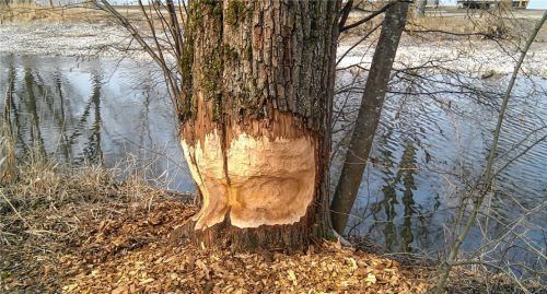 Niemand hatte ihn vermisst – und er ist doch zurück: der Biber. Vor allem im Landschaftsschutzgebiet am Bärnsee (unser Bild) verursacht er große Schäden.Foto re