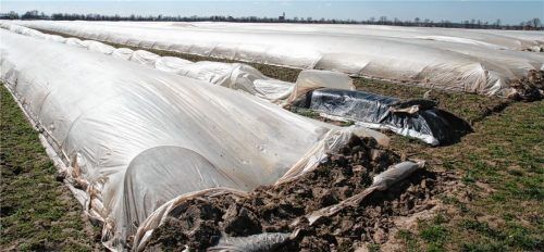 Noch sind die Spargel von Planen überzogen, wie hier auf unserem Bild zwischen Altmühldorf und Harthausen. Doch nach Angaben von Peter Reichenspurner soll diese Woche die Spargelernte beginnen. Es fehlen aber noch Hunderte an Saisonkräften, damit die regionale Ware schließlich auf den Tellern der Kunden landen.Foto Enzinger