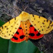 Mehr Schmetterlingsarten auf Bio-Wiesen