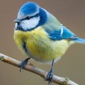 Das mysteriöse Sterben der Blaumeisen