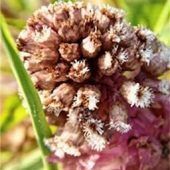 Kleine Blüte an der Mangfall