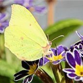 Ein Prachtexemplar sonnt sich