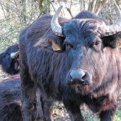 Wasserbüffel sind wieder in Jettenbach