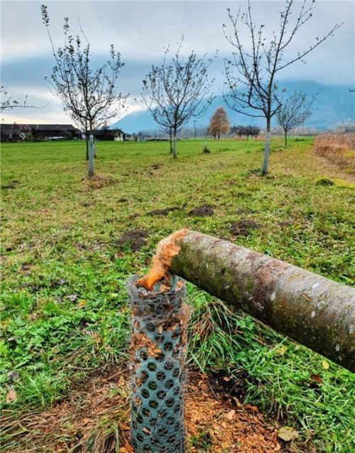 Auch Schäden, die Biber anrichten – wie hier in Sonnhart – beschäftigten die Nußdorfer Jäger. Die Tiere überwinden auch solche Barrieren, um an Baumaterial heranzukommen. Foto Steffenhagen