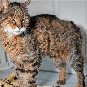 Grizzley sucht ein neues Zuhause