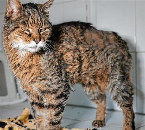 Auf der Suche nach einem neuen Zuhause: Grizzly ist circa 15 Jahre alt und ein großer Schmuser..Foto re