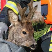 Rehbock aus Innkanal gerettet