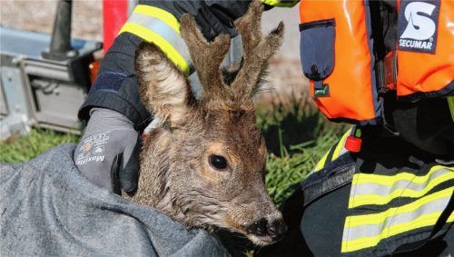 Der Rehbock war offenbar am Mittwochmorgen in den Innkanal bei St. Erasmus gestürzt. Fotos FIB/Eß