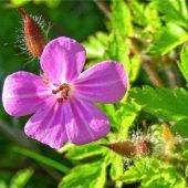 Das richtige Kraut zur rechten Zeit
