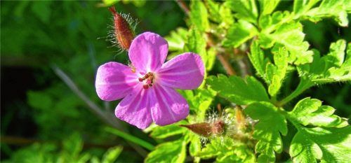 Der Storchenschnabel: Das Geranium-Gewächs mit antiviralen Eigenschaften findet man derzeit vermehrt in freier Natur, besonders an trockenen Stellen, und im eigenen Garten. Seine Blätter schmecken zum Beispiel im Salat oder einem Wildkräuterpesto. Storchenschnabel reinigt unter anderem die Schleimhäute. Fotos Baur