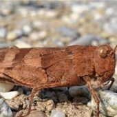 Der Bahndamm als Lebensraum