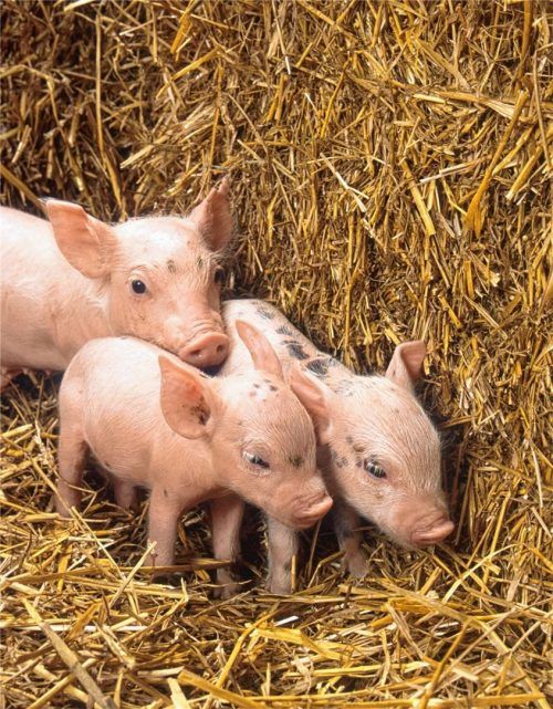Die Deutschen essen am liebsten Schweinefleisch. In ihrem kurzen Leben sollen es die Tiere so gut wie möglich haben.Foto pixabay