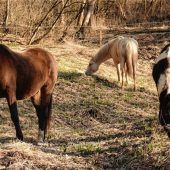Pferde im Auwald als Landschaftspfleger