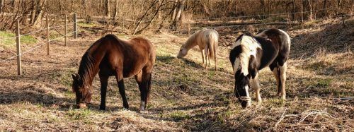 Die drei Stuten Pocahontas, Tenda und Malva im Auwald bei Wörth. Ihre Aufgabe ist es, durch Tritt und Fraß das Indische Springkraut zurückzudrängen und für viele typische Arten der Auenvegetation wieder Platz zu schaffen.Foto  Bund Naturschutz