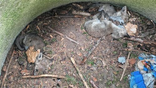 Ein herzzerreißender Anblick: Die drei toten Füchse in dem Betonring im Waldboden. Foto Polizei