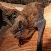 Fledermaus ist nur ein Gast auf Zeit