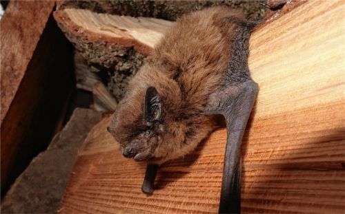Eine Rauhautfledermaus ist ein unauffälliger Überwinterer in der Stadt. Das Tier zieht sich vorzugsweise in einen Holzstapel zurück. Foto Bund naturschutz