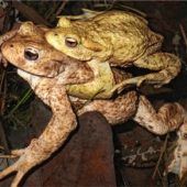 Hunderte Erdkrötenmännchen auf Brautschau