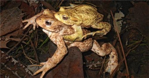 In den Teichen im Stadtpark und im Siemenspark leben vermutlich rund tausend Erdkröten. Davon geht der Bund Naturschutz nach einer Zählung aus.Foto  BUnd Naturschutz