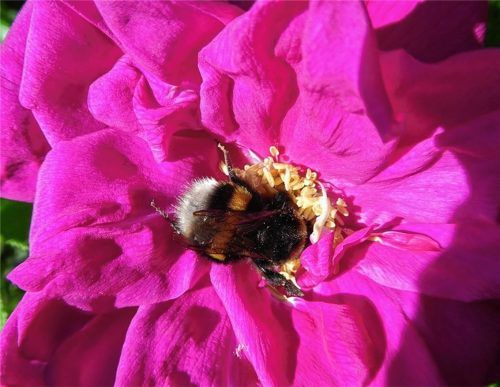 Kopfüber ins Vergnügen: Eine Hummel an einer Blüte. Foto Renate Blaudszun