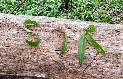 Kunst aus Blättern: Sonnja Menzel hat auf einem ihrer Spaziergänge die Buchstaben SJR gelegt. Die Abkürzung für den Rosenheimer Stadtjugendring. Fotos privat