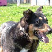 Marshall, ein Freund in allen Situationen