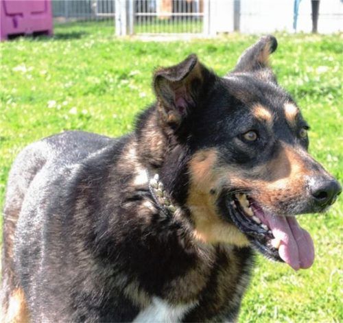 Marshall verbrachte seine Jugend als Straßenhund in Mexiko, hat sich aber bestens eingelebt.Foto re