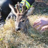 Mehr Schutz für das Wild