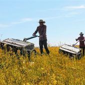 Gegen den Mangel: Schmidhausener Wiesen sind Samenspender